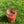 Dyneema Pot Sack